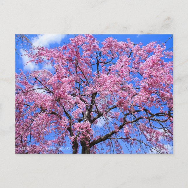 Weeping Cherry(Yaebenishidare) [Postcard] Postcard (Front)