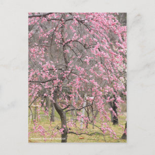 Weeping Japanese Apricot [Postcard] Postcard