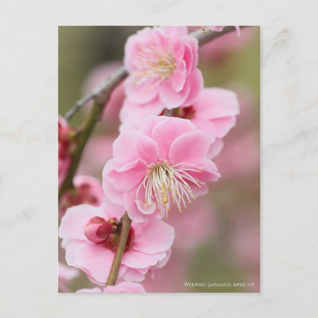 Weeping Japanese Apricot [Postcard] Postcard (Front)