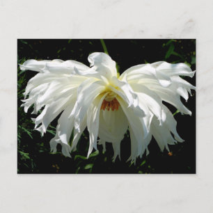 Weeping White Dahlia Postcard