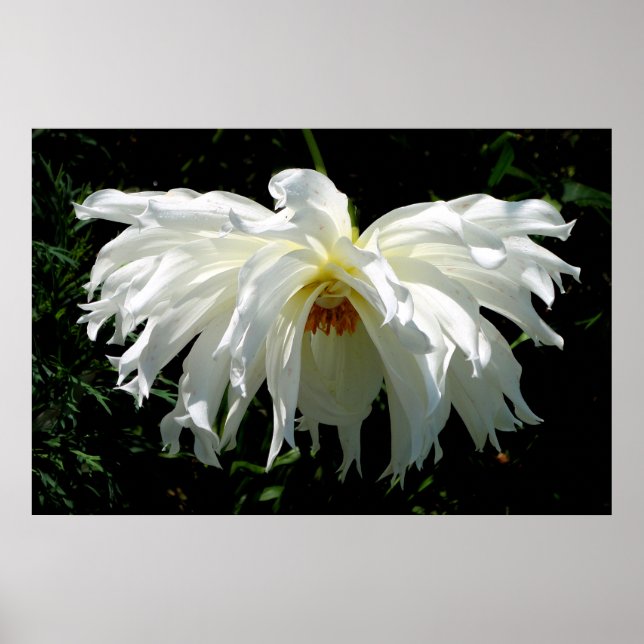 Weeping White Dahlia Poster (Front)