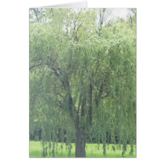Weeping WIllow