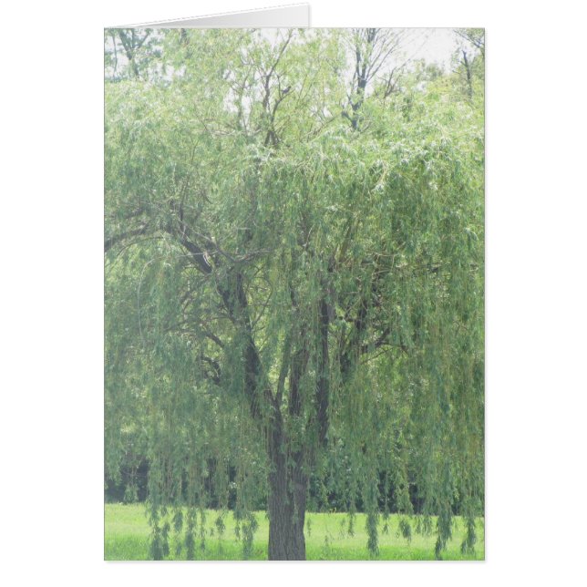 Weeping WIllow (Front)