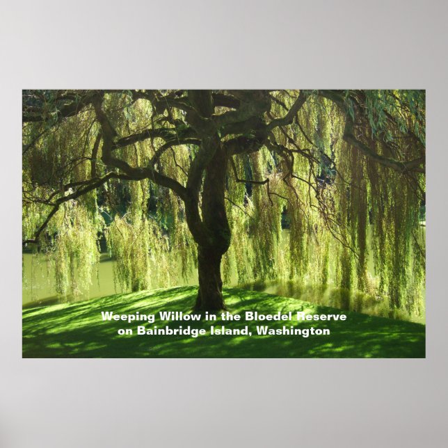 Weeping Willow Bloedel Reserve Bainbridge Island Poster (Front)