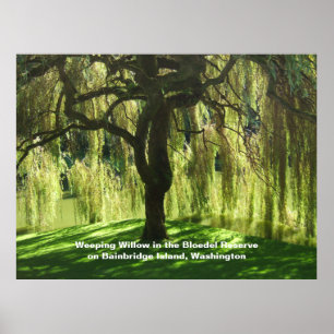 Weeping Willow Bloedel Reserve Bainbridge Island Poster