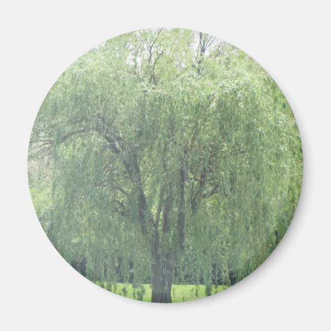 Weeping WIllow Magnet (Front)