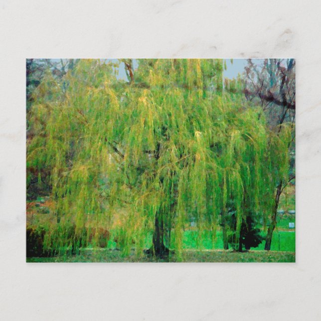 Weeping Willow Postcard (Front)