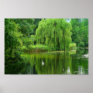 Weeping Willow Poster