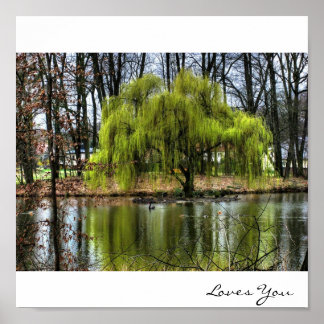 Weeping Willow Poster