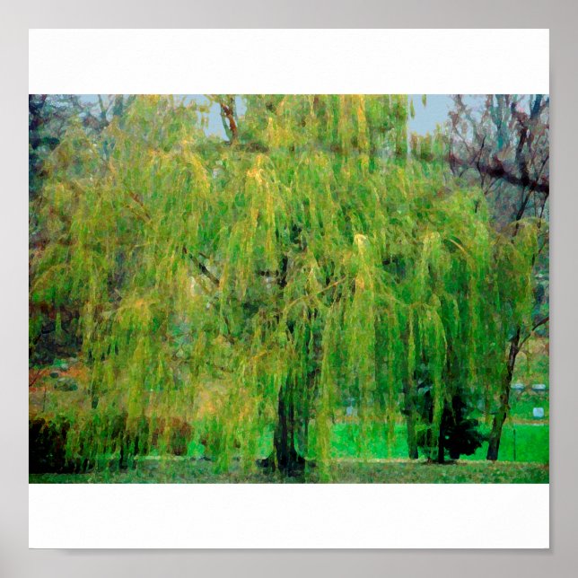 Weeping Willow Poster/Print Poster (Front)