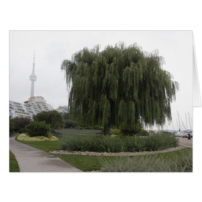 Weeping Willow Toronto BIG (Front Horizontal)