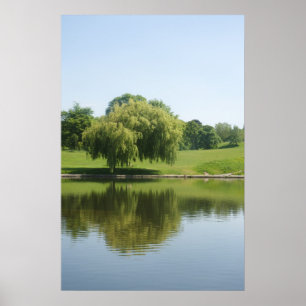Weeping willow tree posters. poster