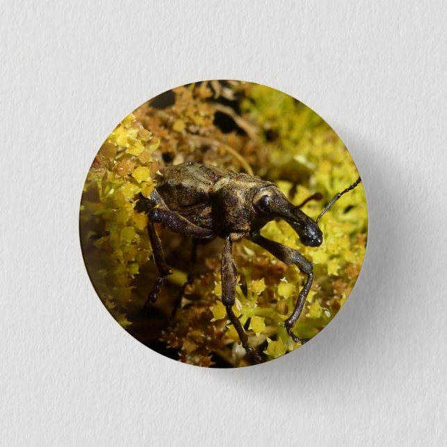 Weevil badge (Front)