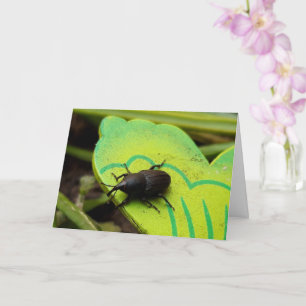 Weevil , Beetles , Curculionoidea , Bug Card