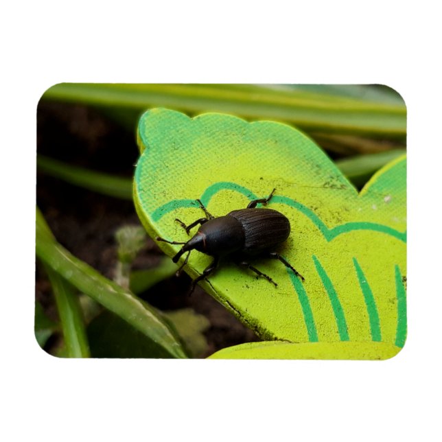 Weevil , Beetles , Curculionoidea , Bug Magnet (Horizontal)