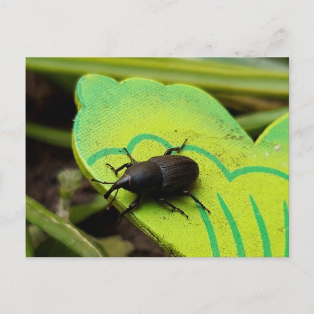 Weevil , Beetles , Curculionoidea , Bug Postcard (Front)