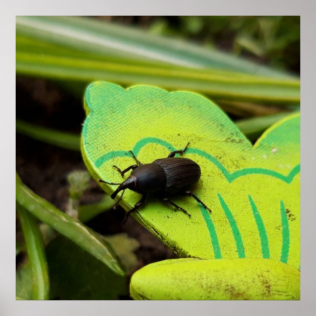 Weevil , Beetles , Curculionoidea , Bug Poster (Front)