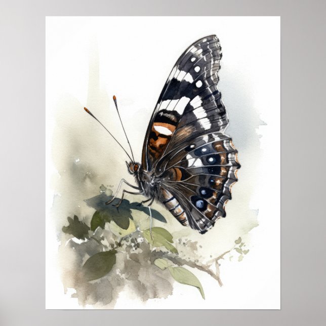 Weidemeyer's Admiral Butterfly Art Print Poster (Front)