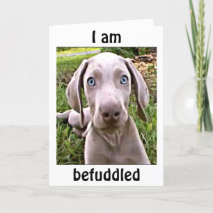 WEIMARANAR IS BEFUDDLED YOU ARE "40"/FABULOUS CARD