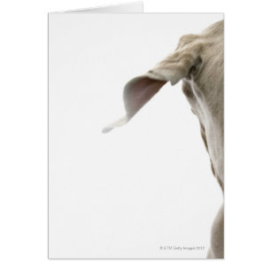 Weimaraner 2