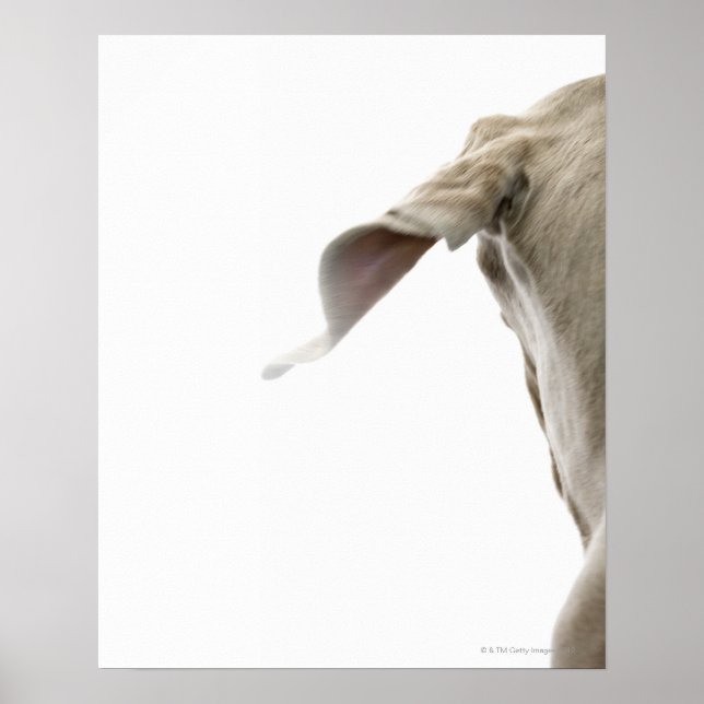 Weimaraner 2 poster (Front)