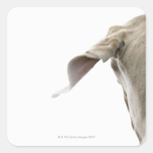 Weimaraner 2 square sticker