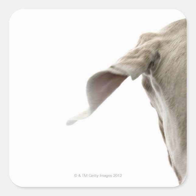 Weimaraner 2 square sticker (Front)