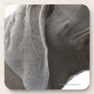 Weimaraner 3 coaster