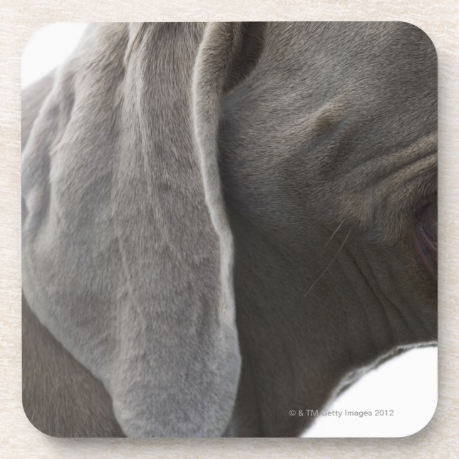 Weimaraner 3 coaster (Front)