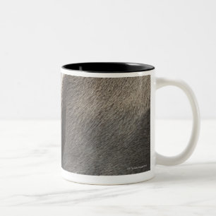 Weimaraner 3 Two-Tone coffee mug
