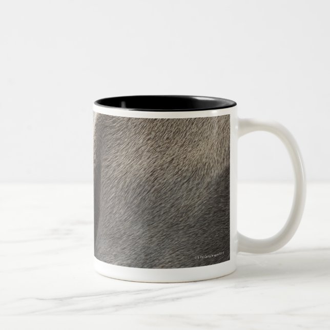 Weimaraner 3 Two-Tone coffee mug (Right)