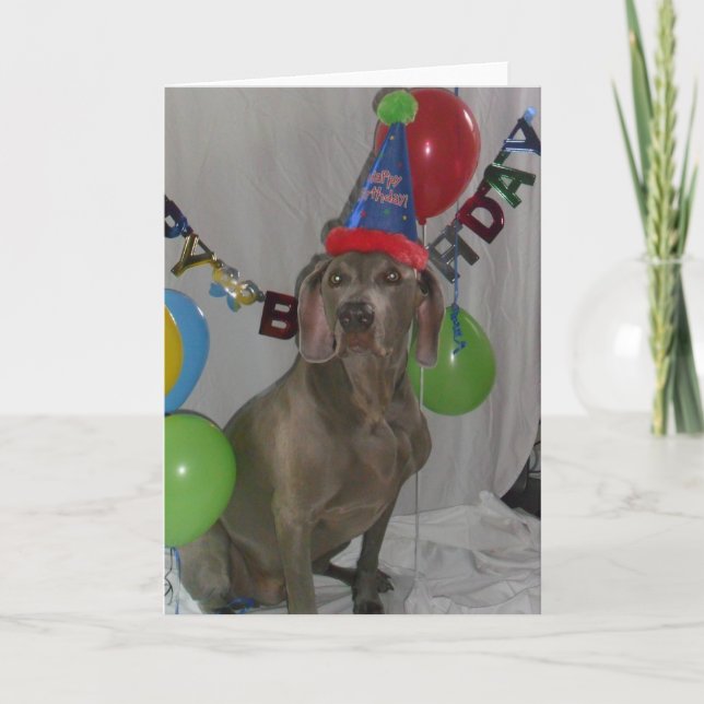 Weimaraner Birthday Greetings Card (Front)
