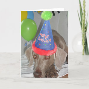 Weimaraner Birthday  Greetings Card