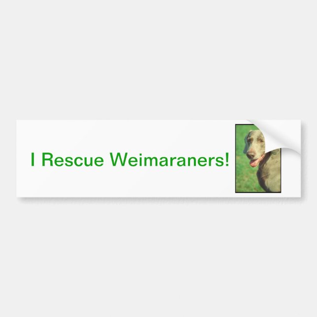 Weimaraner Bumper Sticker (Front)
