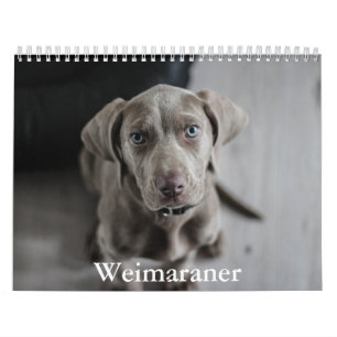 Weimaraner Calendar