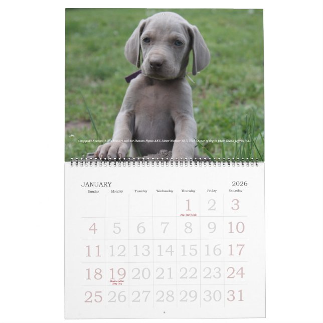 Weimaraner Calendar 1 (Jan 2026)