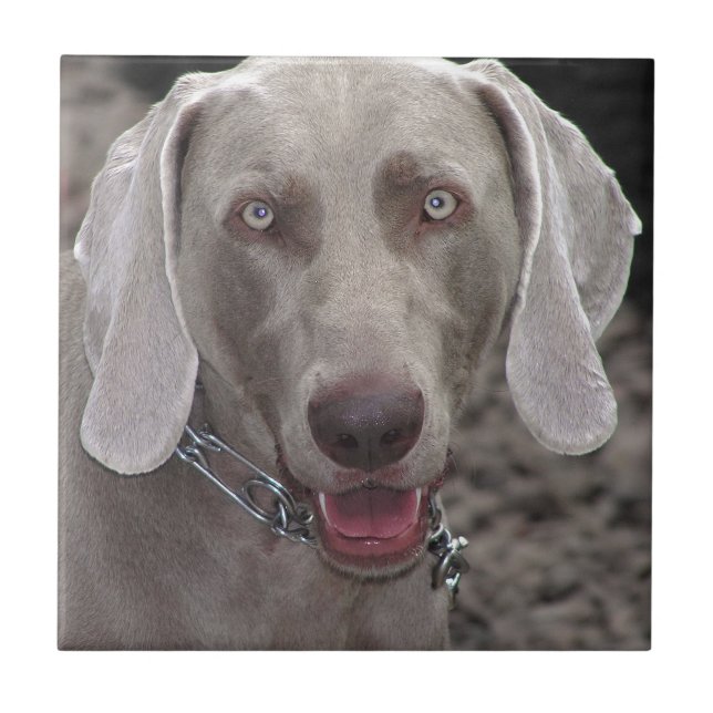 Weimaraner Ceramic Tile (Front)