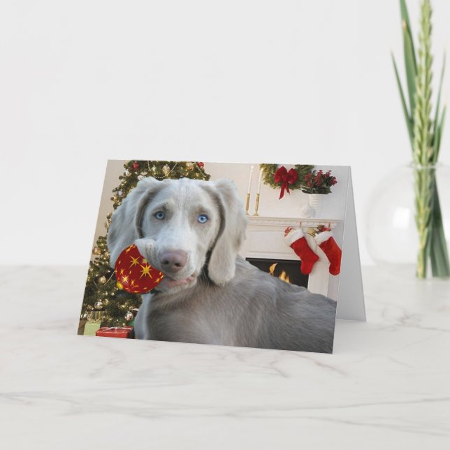 Weimaraner Christmas Greetings Holiday Card (Front)