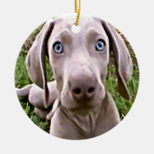 "WEIMARANER" CHRISTMAS ORNAMENT