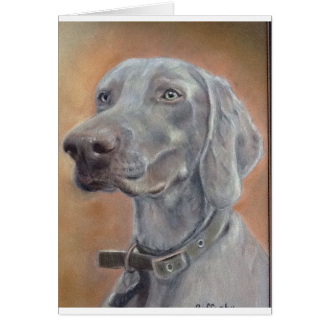 Weimaraner dog (Front)