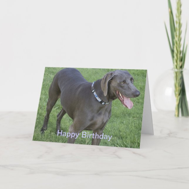 Weimaraner Dog Birthday Card (Front)