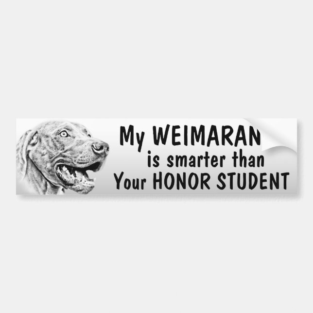 Weimaraner dog bumper sticker (Front)