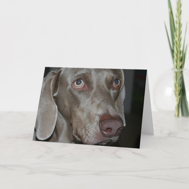 Weimaraner Dog Greeting Card (Front)