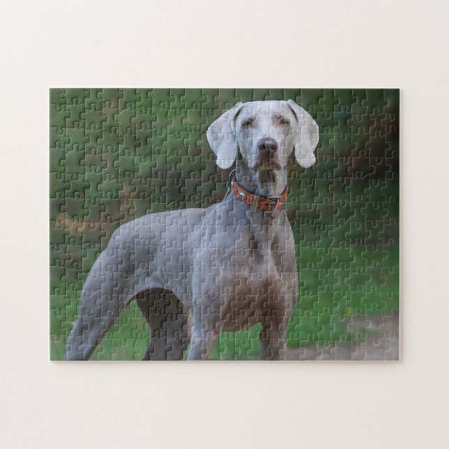 Weimaraner Dog Jigsaw Puzzle (Horizontal)