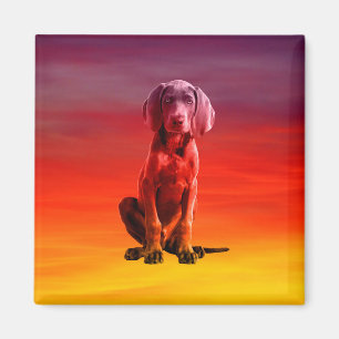 Weimaraner Dog Sitting On Beach Magnet