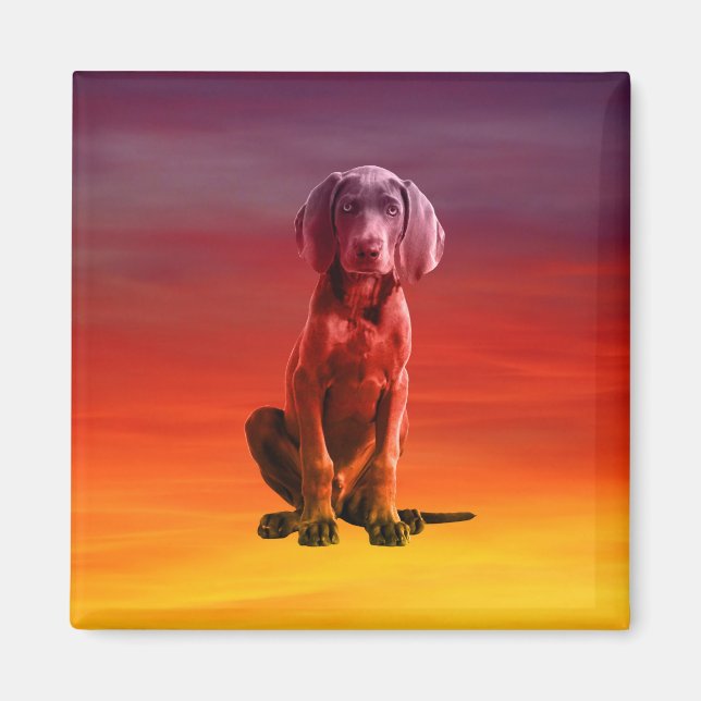 Weimaraner Dog Sitting On Beach Magnet (Front)