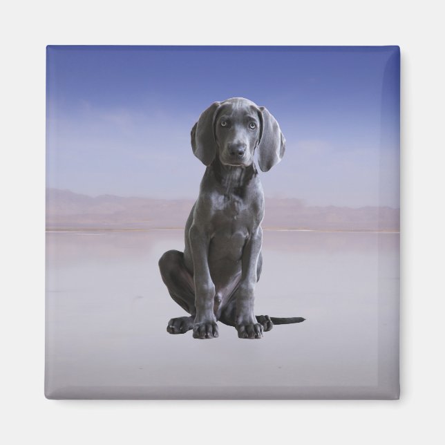 Weimaraner Dog Sitting On Beach Magnet (Front)