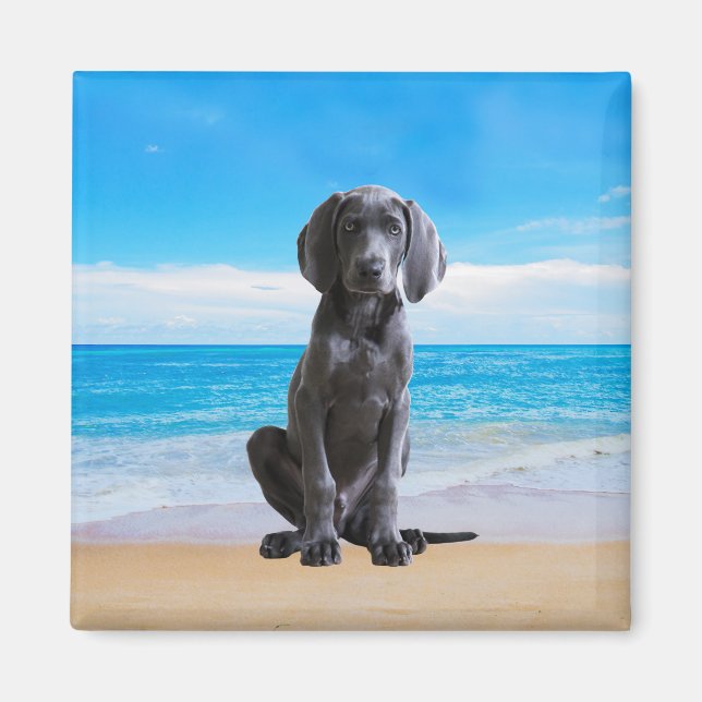Weimaraner Dog Sitting On Beach Magnet (Front)
