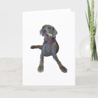 Weimaraner Greeting Cards