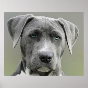 Weimaraner Grey Hunting Dog Poster